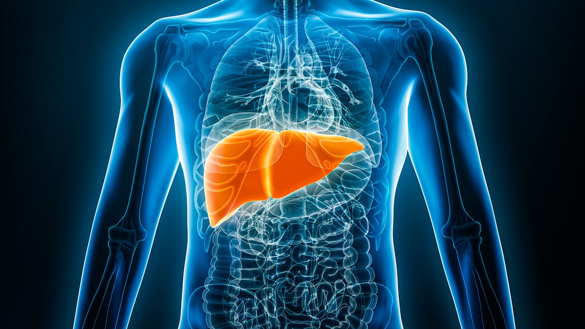 Blue and orange representation of the liver in the human body. It is designed as an X -ray, where the screen is black and the transparent contour of a body shines blue. The liver is the focus, which stands out in orange.