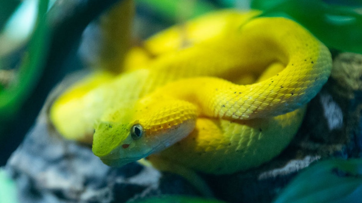 Snake Viper of eyelashes