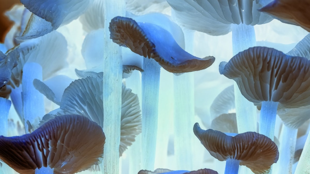 Foreground of mushrooms