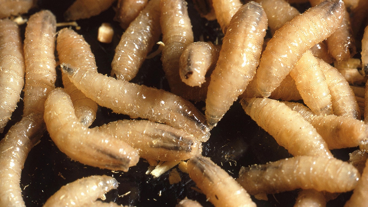 The screw worm larvae of new worlds