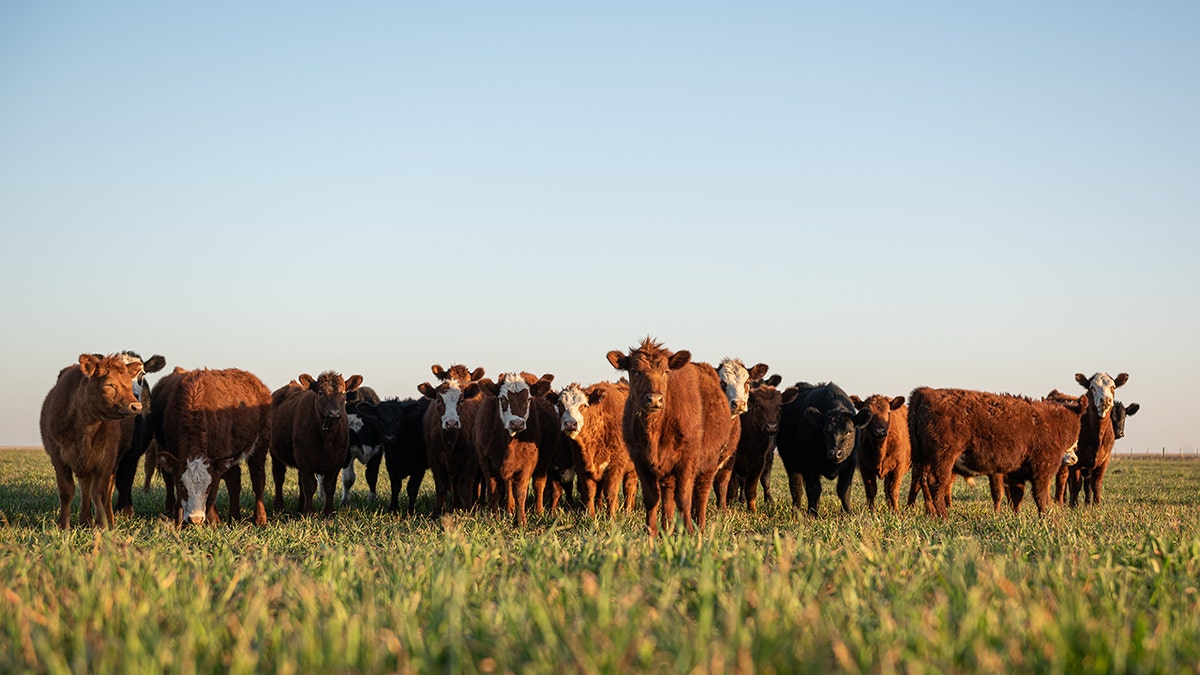 Steers Herd Looking at the camera
