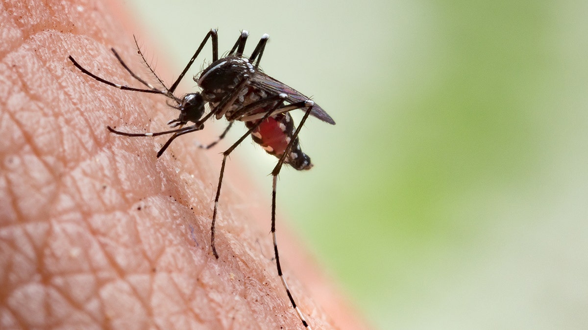 mosquito sucking man's blood