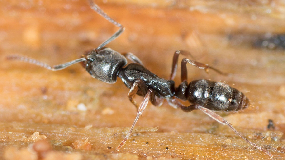 Asian Asedle Ant near.