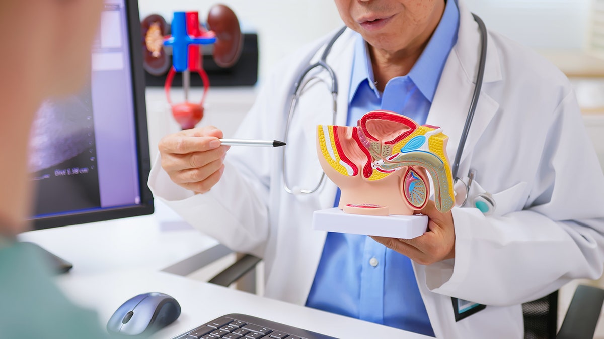 The doctor explains male urinary health