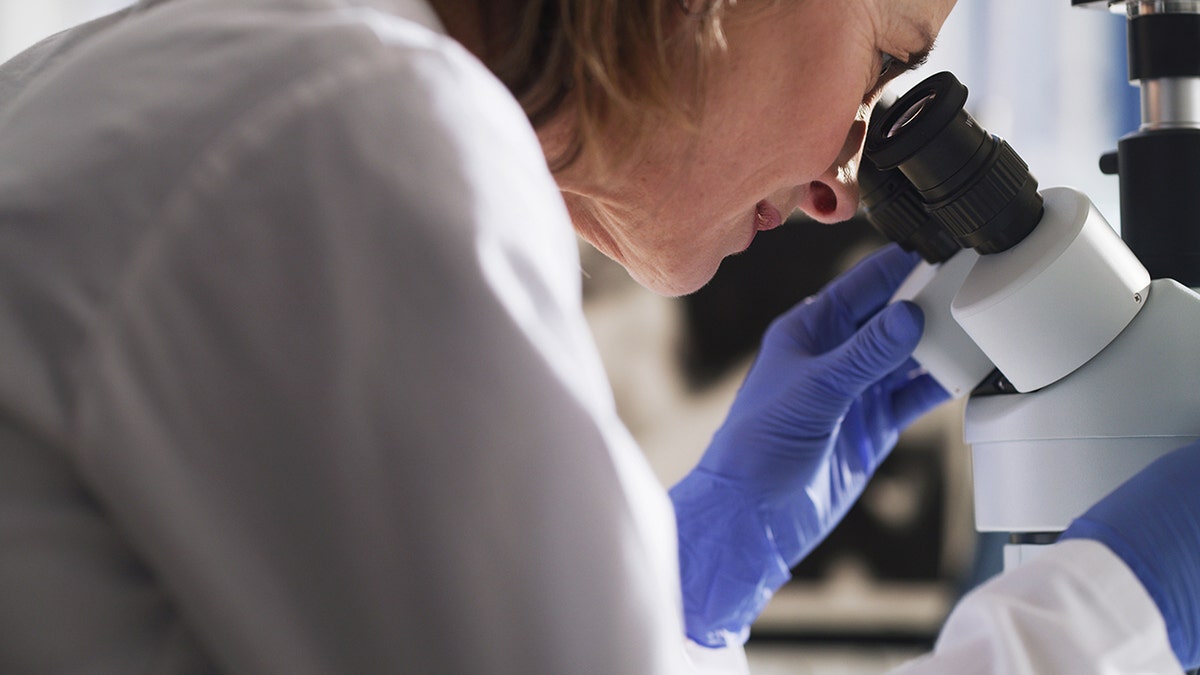 The cancer researcher looks at a microscope