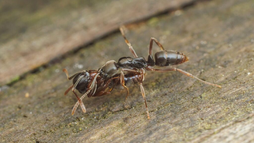 Invasive insects represent a threat of health in 19 states, warns expert