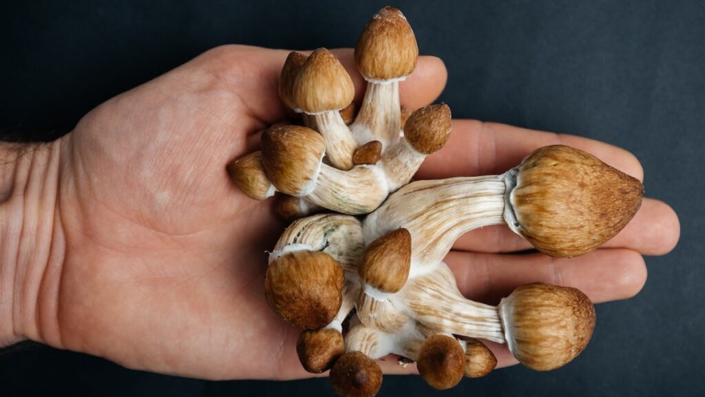 Parkinson's patients taking "magic mushrooms" see key advantages, findings of the study